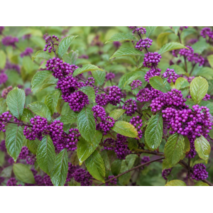 Krásnoplodka Bodinierova (Callicarpa bodinieri var. giraldii) ‘PROFUSION’ - výška 30-40 cm, kont. C2L/C3L